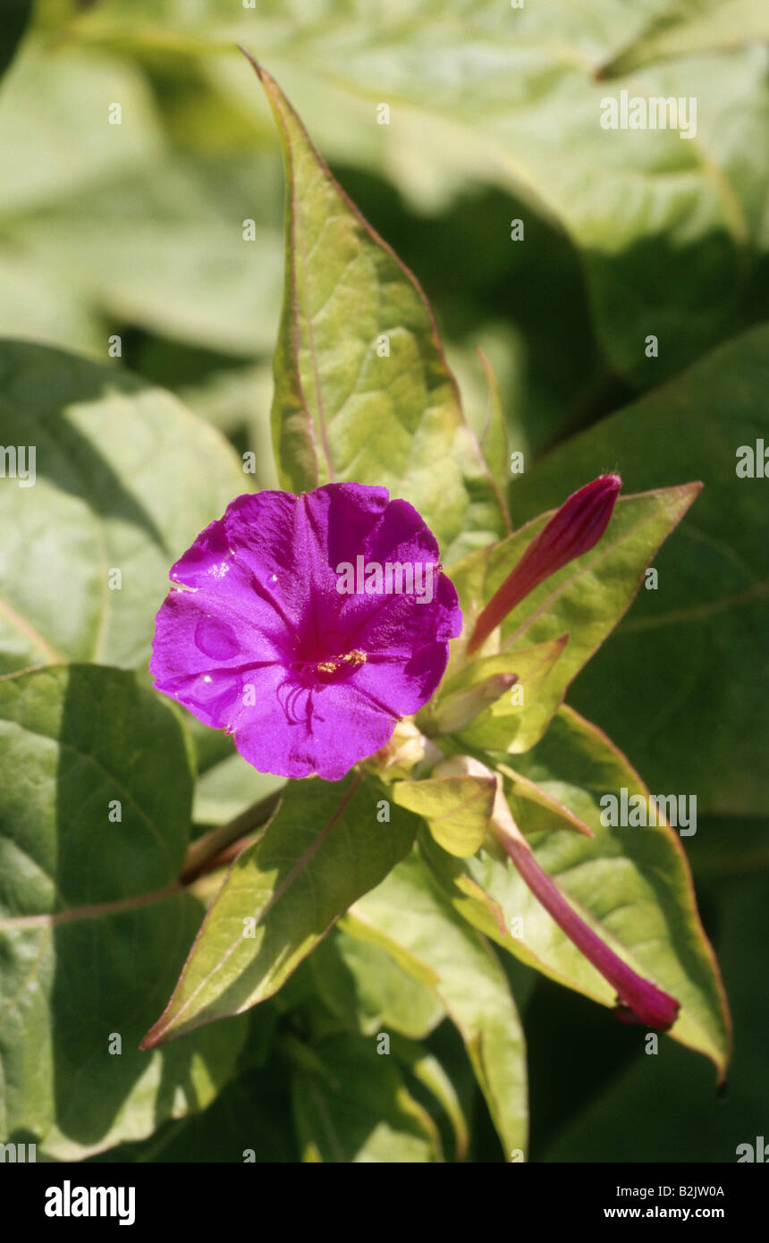 botany, four o`clock flower (Mirabilis japala), bloom, Additional